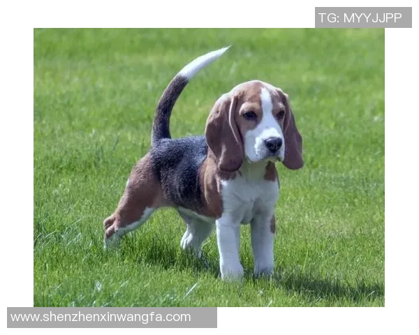 足球明星们的宠物生活揭秘从猫狗到异宠他们的选择各有千秋